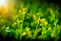 Flowering choy sum in garden, fresh organic green vegetable Royalty Free Stock Photo