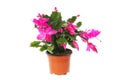 Flowering Christmas cactus