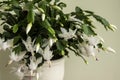 Flowering Christmas cactus. Schlumbergera truncata houseplant