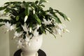 Flowering Christmas cactus. Schlumbergera truncata houseplant