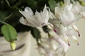 Flowering Christmas cactus. Schlumbergera truncata houseplant