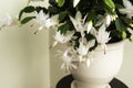 Flowering Christmas cactus. Schlumbergera truncata houseplant