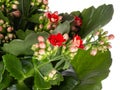 Flowering Christmas kalanchoe on a white background