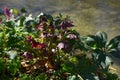 Flowering christmas rose in early march near water, black hellebore in bloom