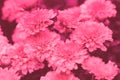 Flowering chrysanthemum in trendy velvet violet color