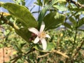 Flowering citrus etrog tree