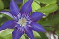 Flowering clematis Royalty Free Stock Photo