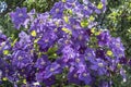 Flowering clematis purple Royalty Free Stock Photo