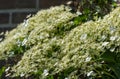 Flowering Climbing Hydrangea from close