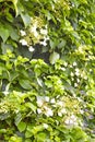 Flowering Climbing Hydrangea Royalty Free Stock Photo
