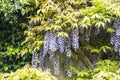 Flowering climbing plants Wisteria, purple bunches of flowers