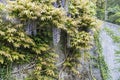 Flowering climbing plants Wisteria, purple bunches of flowers