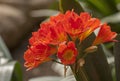 Flowering clivias Royalty Free Stock Photo