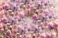 Meadow of red clover, flowering clover in spring - beautiful nature in springtime Royalty Free Stock Photo