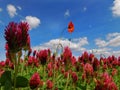 The clover field bloomed Royalty Free Stock Photo