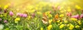 Flowering clover and yellow flower in meadow, flowers lit by sun rays Royalty Free Stock Photo