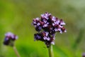 Purple Flowering Cluster on Long Stem