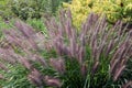 A Flowering Cluster of Red Head Chinese Fountain Grass