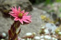 Flowering Cobweb Houseleek. Royalty Free Stock Photo