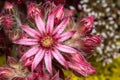 Flowering Cobweb Houseleek Royalty Free Stock Photo