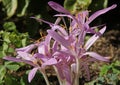 Flowering of Colchicum autumnale Royalty Free Stock Photo