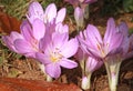 Flowering of Colchicum autumnale Royalty Free Stock Photo