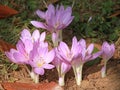 Flowering of Colchicum autumnale Royalty Free Stock Photo