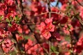 flowering colorful bush in the sunshine in my garden