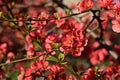 flowering colorful bush in the sunshine in my garden