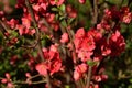 flowering colorful bush in the sunshine in my garden