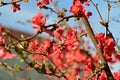 flowering colorful bush in the sunshine in my garden