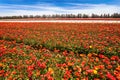 The flowering colorful buttercups