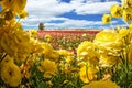 Flowering colorful buttercups