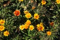 Flowering colorful gazanias in autumn