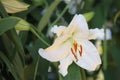 Flowering of colorful lilies, Thailand