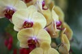 Flowering of colorful orchids, Thailand Royalty Free Stock Photo