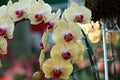 Flowering of colorful orchids, Thailand Royalty Free Stock Photo