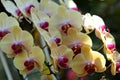 Flowering of colorful orchids, Thailand Royalty Free Stock Photo