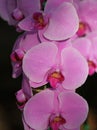 Flowering of colorful orchids, Thailand