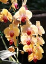 Flowering of colorful orchids, Thailand Royalty Free Stock Photo