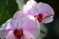 Flowering of colorful orchids, Thailand