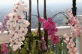 Flowering of colorful orchids, Thailand Royalty Free Stock Photo