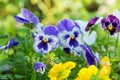 Flowering colorful pansies in the garden