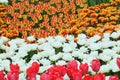 Flowering colorful tulips