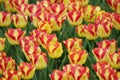 Flowering colorful tulips