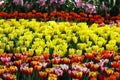 Flowering of colorful tulips, Thailand