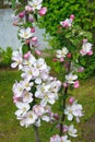 Flowering of the columnar Apple tree. Largly