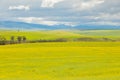 Flowering Commercial Canola Seed Crop Field in Rural Caledon, South Africa