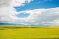 Flowering Commercial Canola Seed Crop Field in Rural Caledon, South Africa