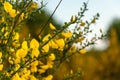 Flowering Common broom in springtime Royalty Free Stock Photo